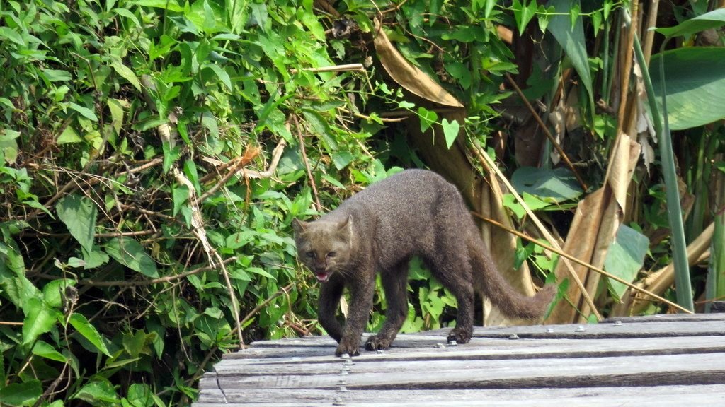 8 Facts About The Jaguarundi That Will Blow Your Mind