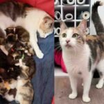 Calico Cat's Remarkable Act: Rescues Four Kittens, Then Embraces Five More Orphans