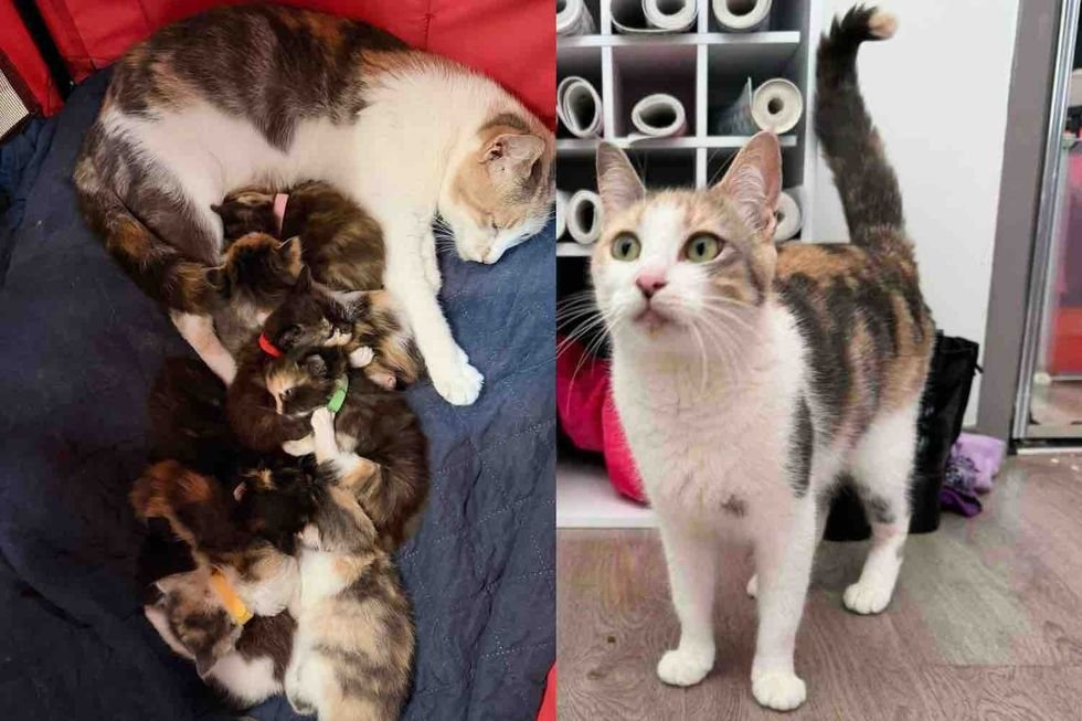 Cat Found Outside Has Four Kittens, Then She Takes in Five Others Who Needed a Mother