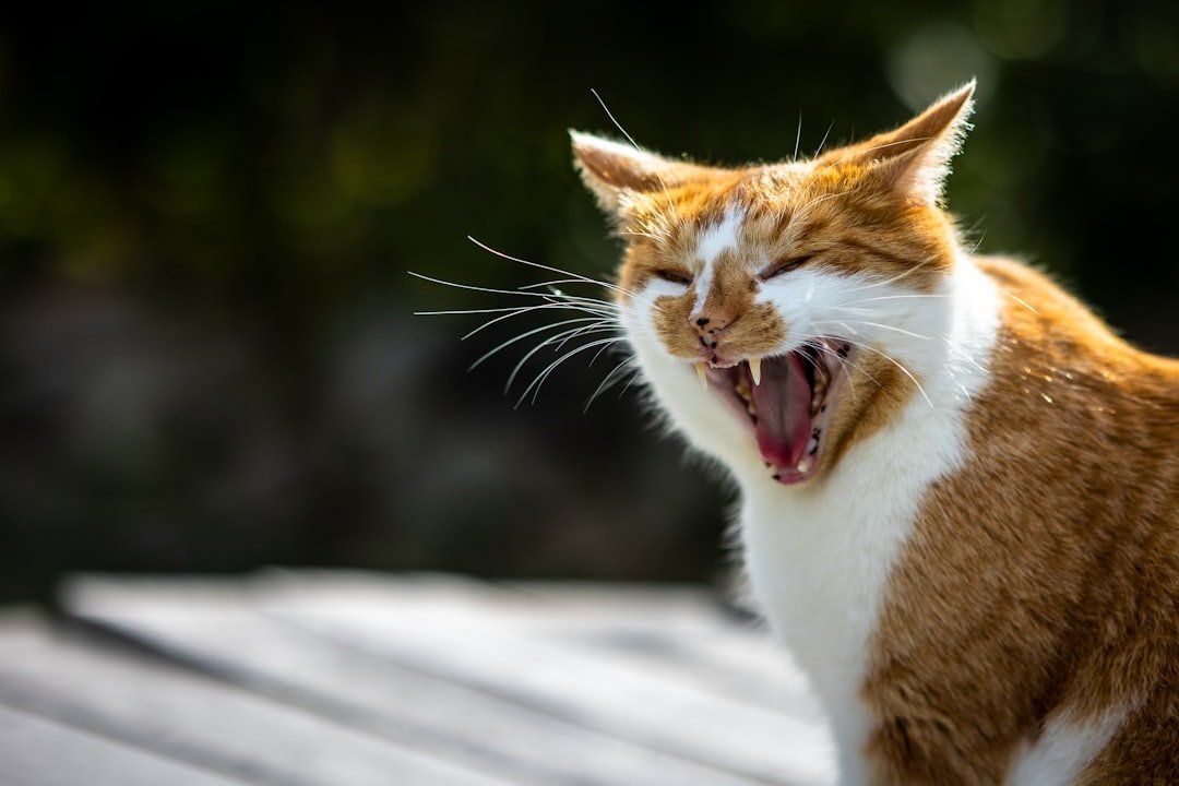 Cats' Primal Hiss: The Resource Guarding Instinct Rooted in Survival