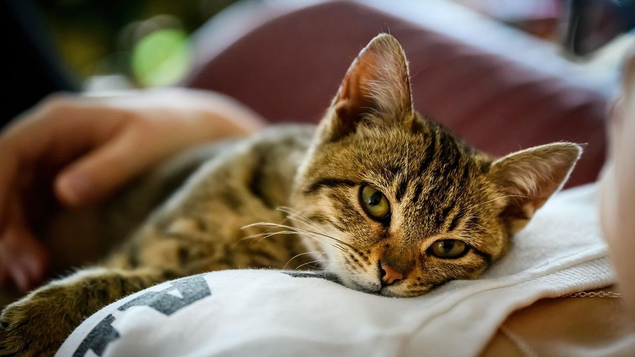 Cats Don't Just Hear Sounds, They Interpret Your Entire Mood