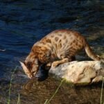 8 Cat Breeds That Love Water (And 8 That Avoid It Like the Plague)