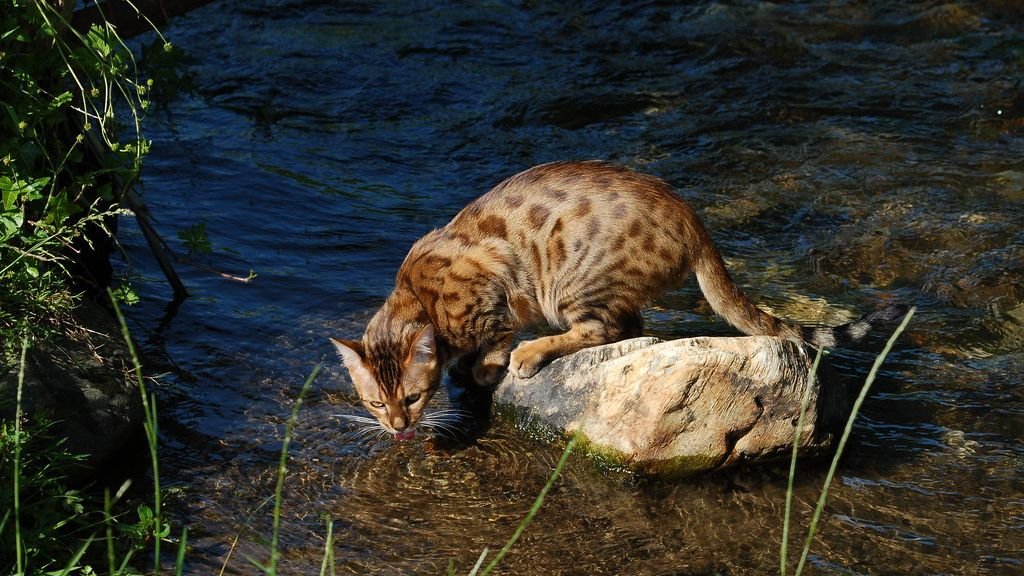 8 Cat Breeds That Love Water (And 8 That Avoid It Like the Plague)