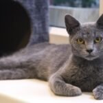 6 Cat Breeds That Adapt Easily (And 6 That Thrive on Routine)