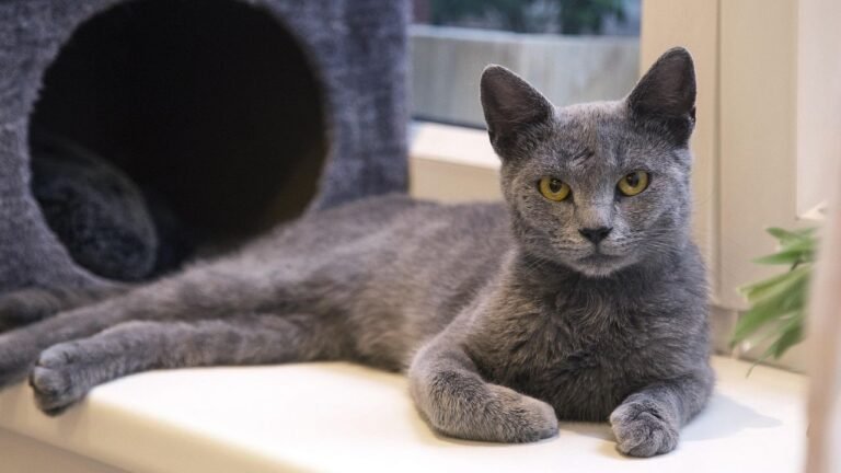 6 Cat Breeds That Adapt Easily (And 6 That Thrive on Routine)