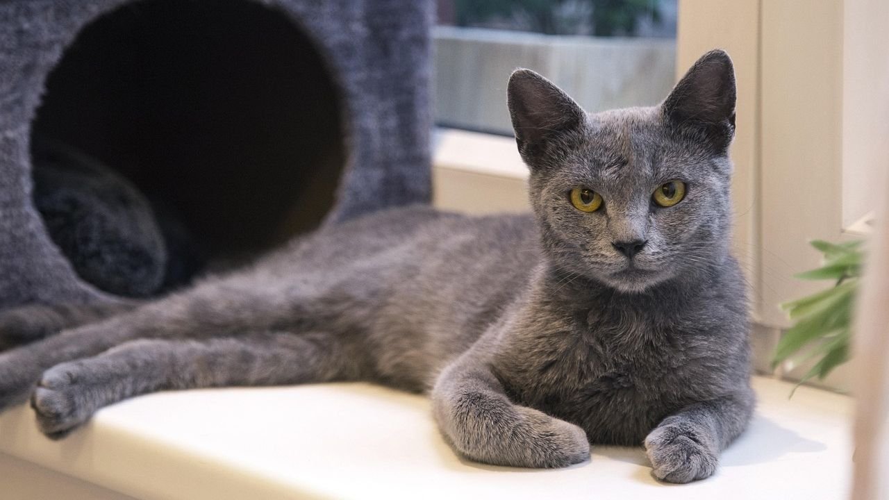 6 Cat Breeds That Adapt Easily (And 6 That Thrive on Routine)