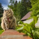 11 Cat Breeds That Are Gentle Giants (And 11 That Are Tiny Terrors)