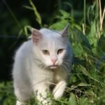 10 Cat Breeds That Are Natural Hunters (And 10 That Prefer Indoor Games)