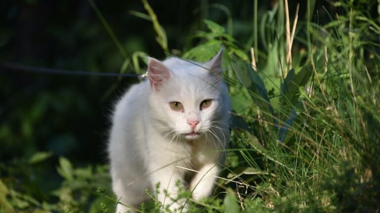 10 Cat Breeds That Are Natural Hunters (And 10 That Prefer Indoor Games)