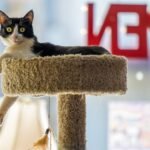 The Unexpected Benefits of Your Cat's Obsession with High Places