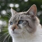 Cats Possess an Innate Wisdom: How They Navigate Your Home and Heart