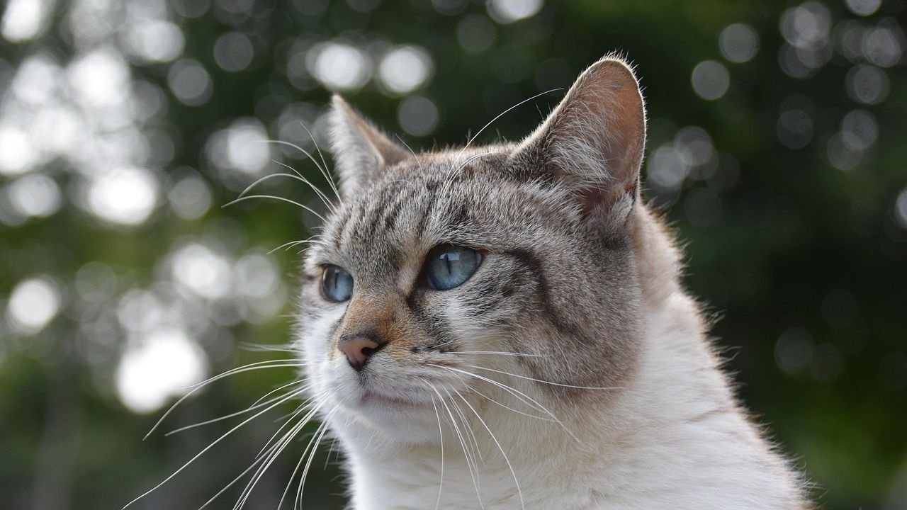 Cats Possess an Innate Wisdom: How They Navigate Your Home and Heart