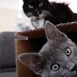 7 Everyday Household Items That Are Secretly Your Cat's Favorite Toys