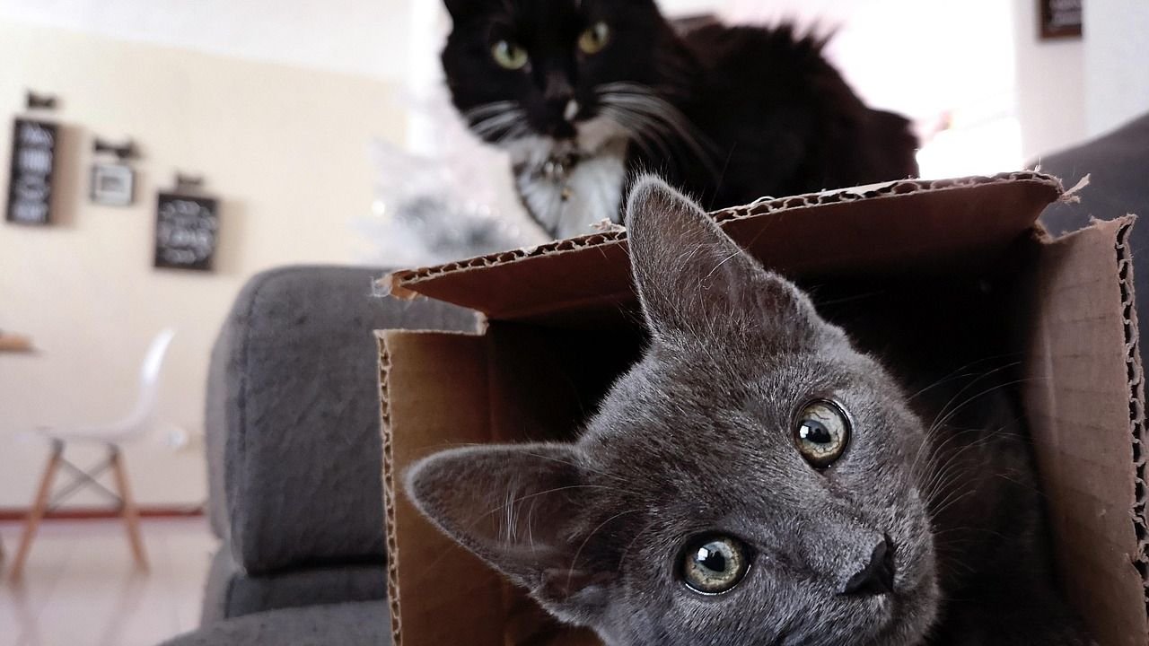 7 Everyday Household Items That Are Secretly Your Cat's Favorite Toys