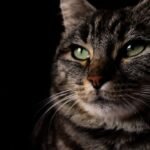 11 Unexplained Cat Behaviors That Still Puzzle Even the Experts