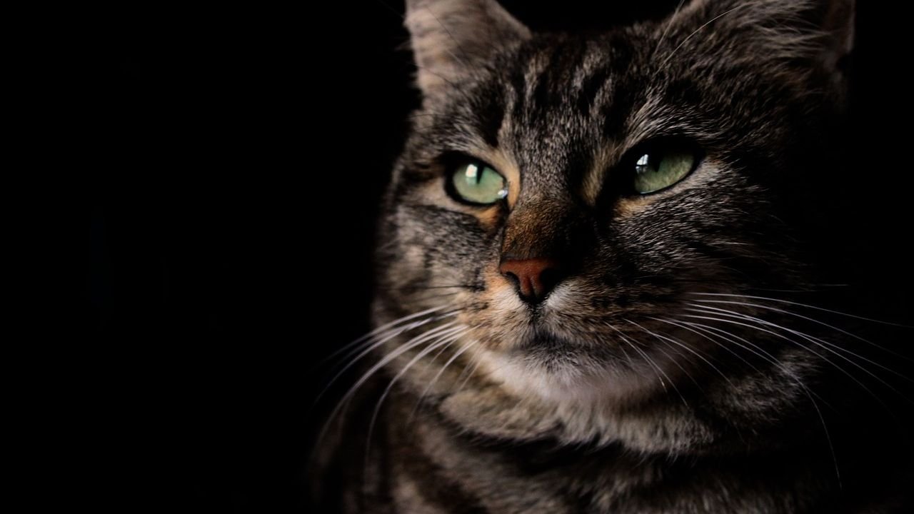 11 Unexplained Cat Behaviors That Still Puzzle Even the Experts