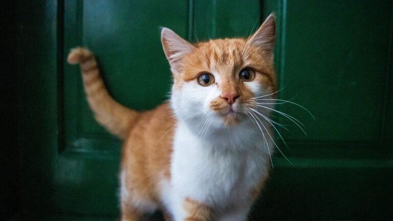 7 Myths About Feline Independence That Are Completely Untrue