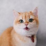 8 Common Cat Naming Mistakes That Could Confuse Your Feline Friend