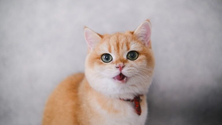 8 Common Cat Naming Mistakes That Could Confuse Your Feline Friend