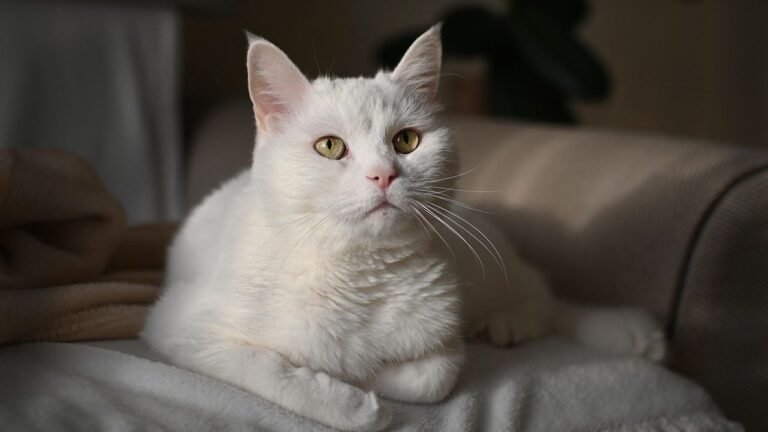 10 Simple Ways to Enrich Your Indoor Cat's Environment for Happiness