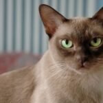 Unveiling the 7 Most Expressive Cat Breeds and Their Unique Communication Styles