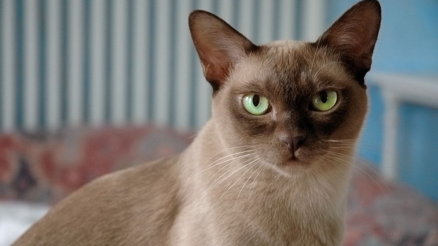 Unveiling the 7 Most Expressive Cat Breeds and Their Unique Communication Styles