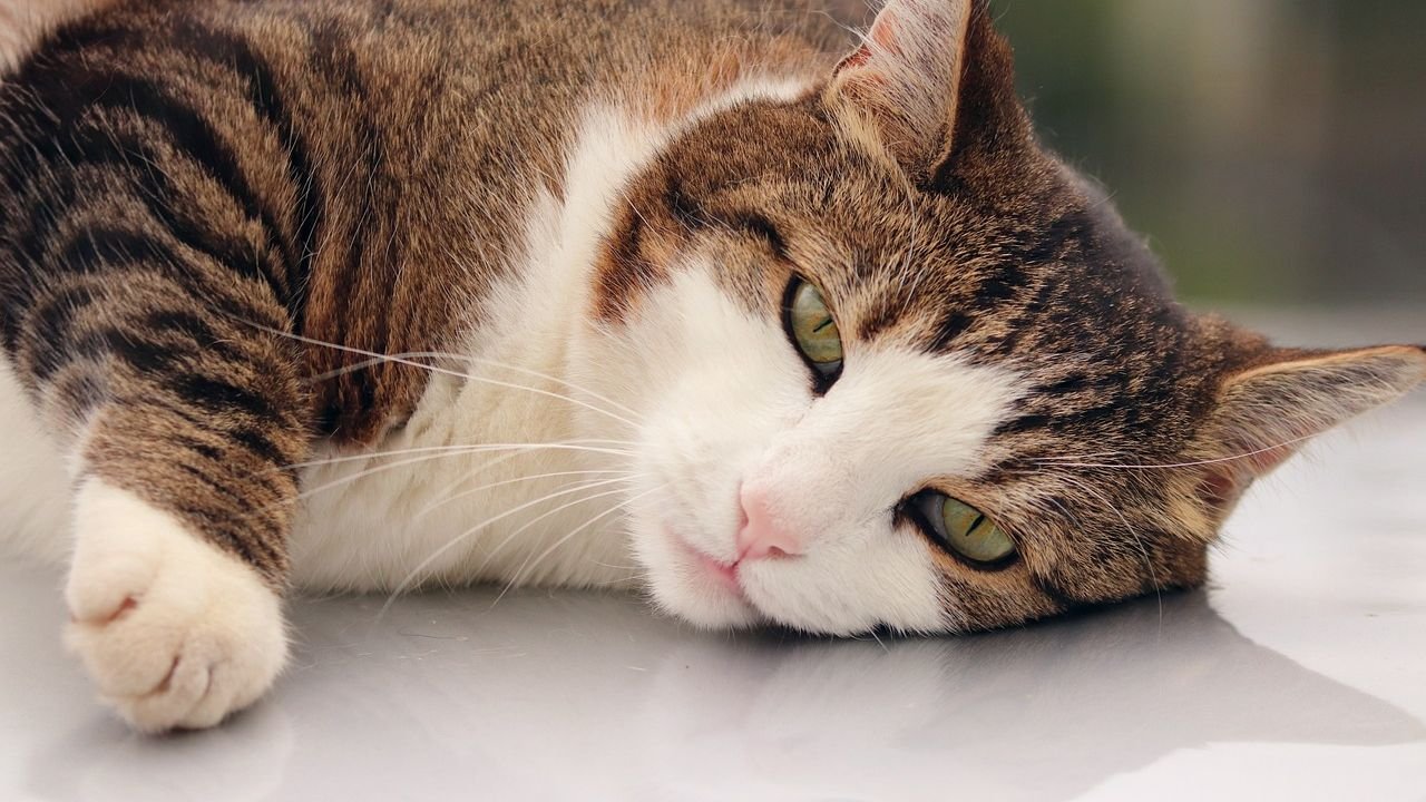 Decoding Your Cat's Purr: It's Not Always What You Think (And How to Tell)