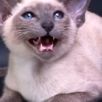 Why Some Cats Are More Vocal Than Others: Exploring Breed-Specific Chatterboxes