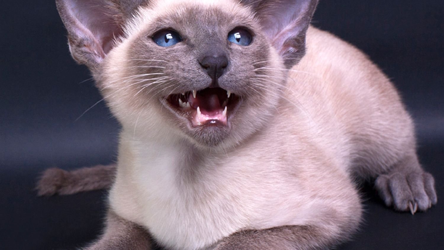 Why Some Cats Are More Vocal Than Others: Exploring Breed-Specific Chatterboxes