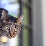 Cats Don't Just Play; They Hunt: Understanding Their Instinctual Behaviors
