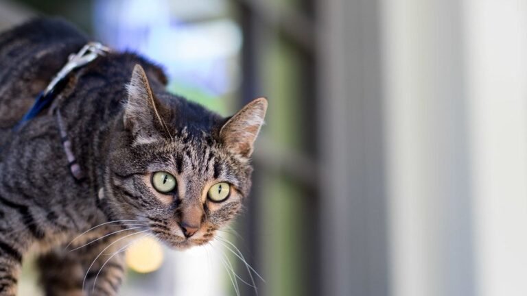 Cats Don't Just Play; They Hunt: Understanding Their Instinctual Behaviors
