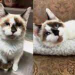 Frail Street Kitten Reveals Mature Fangs, Ignites Remarkable Recovery Through Tender Care