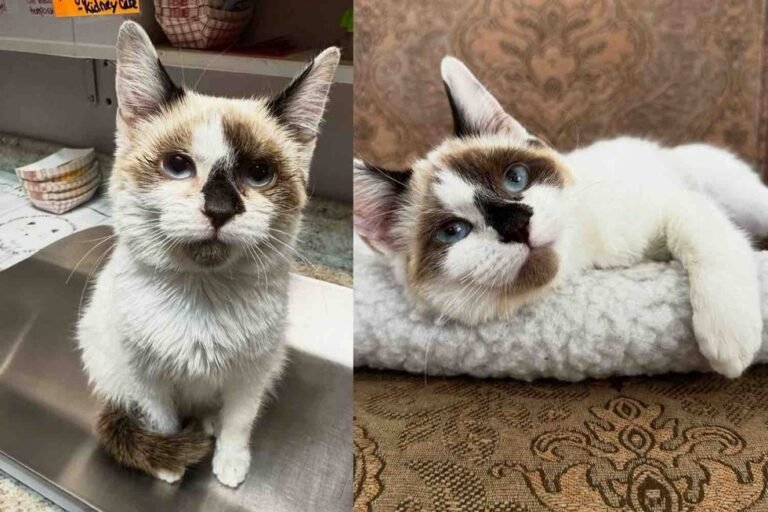 Frail Street Kitten Reveals Mature Fangs, Ignites Remarkable Recovery Through Tender Care