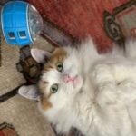 Family's Agony Deepens as Cat Theft Suspect Remains Silent After Empty Search