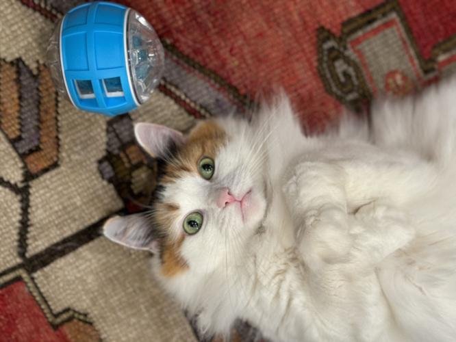 Accused Cat Thief Won’t Say What She Did With Calico, Search Warrant Reveals No Trace