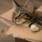 Your Cat's Obsession with Boxes: It's a Primal Instinct, Not Just a Quirky Habit