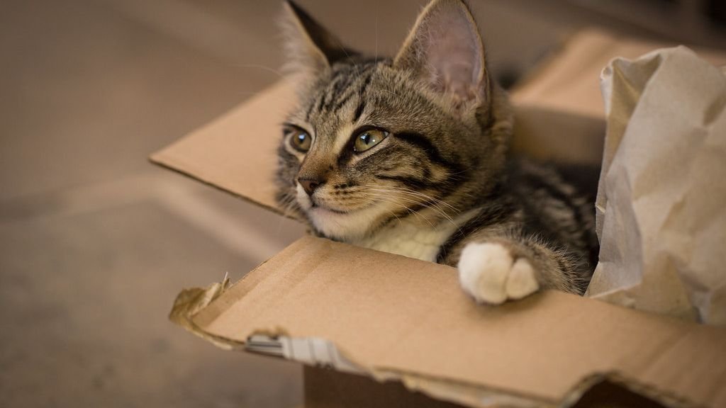 Your Cat's Obsession with Boxes: It's a Primal Instinct, Not Just a Quirky Habit