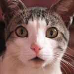 Feline Facial Expressions: Unlocking the Subtle Signals Your Cat Is Sending You