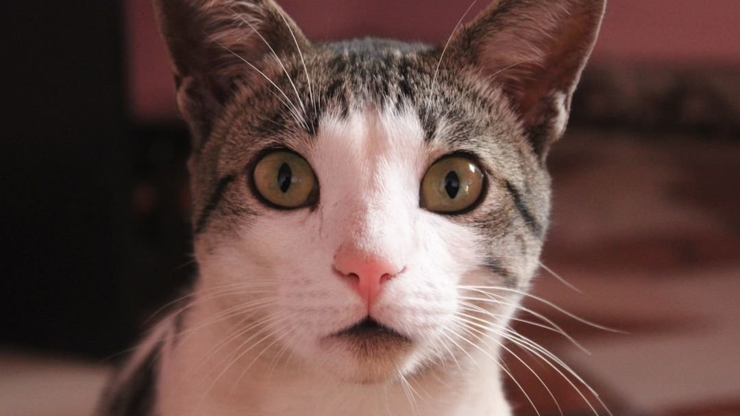 Feline Facial Expressions: Unlocking the Subtle Signals Your Cat Is Sending You
