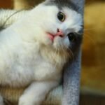 12 Everyday Human Habits That Mystify Your Cat (And How to Bridge the Gap)