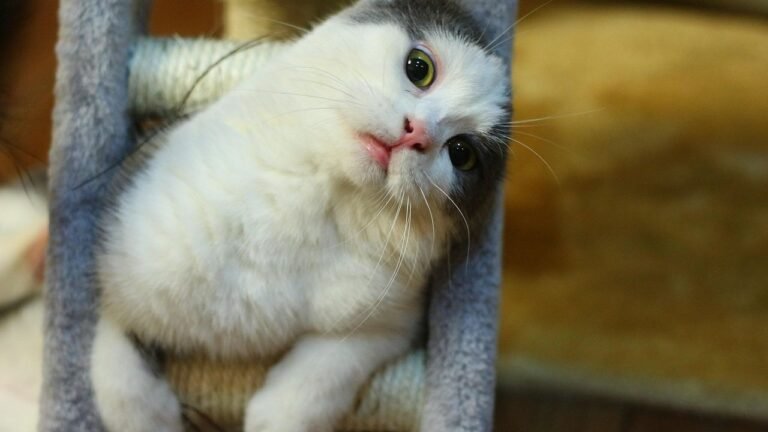 12 Everyday Human Habits That Mystify Your Cat (And How to Bridge the Gap)