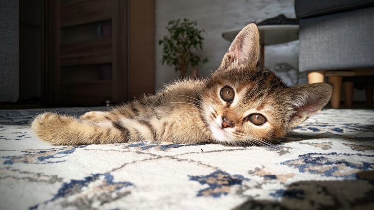 Your Cat's Affection for Warm Spots: It's Rooted in Survival, Not Just Coziness