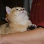 The Real Reason Your Cat Kneads You: It's More Than Just a Comfort Reflex