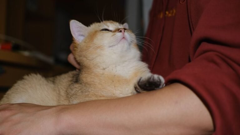 The Real Reason Your Cat Kneads You: It's More Than Just a Comfort Reflex