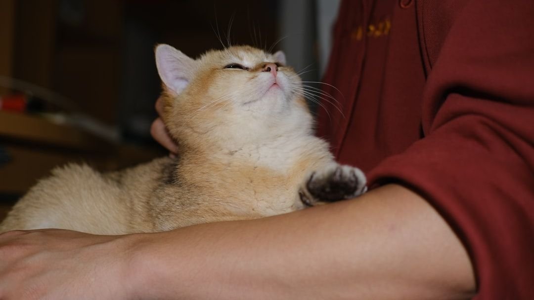 The Real Reason Your Cat Kneads You: It's More Than Just a Comfort Reflex