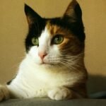 Cats Don't Just 'Hear' You; They Process Your Every Word: The Feline Auditory World