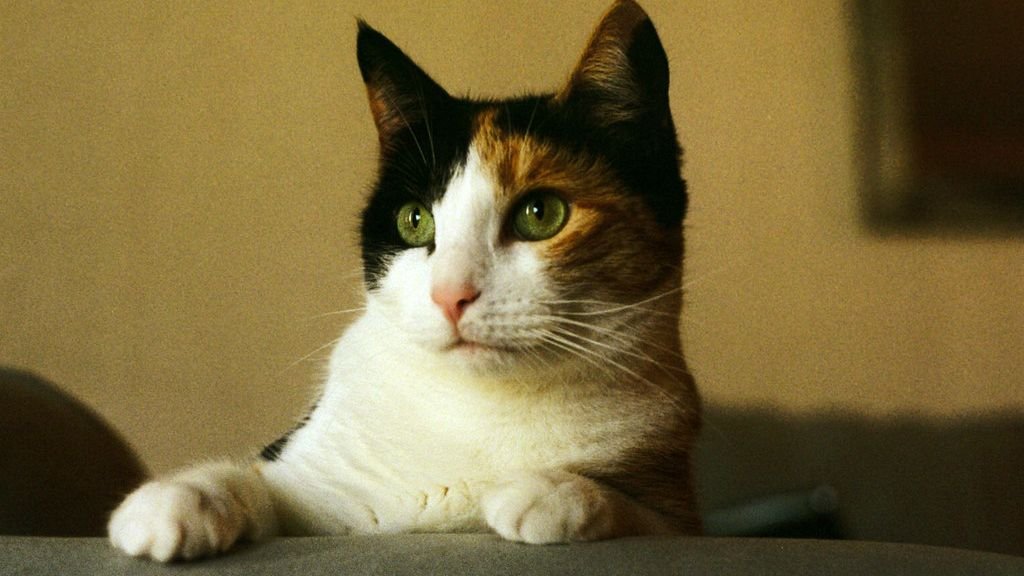 Cats Don't Just 'Hear' You; They Process Your Every Word: The Feline Auditory World