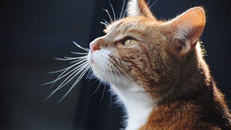 10 Subtle Signs Your Cat Is Actually Happy (Beyond the Purr)