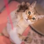 7 Simple Games That Will Tap Into Your Cat's Inner Hunter (and Keep Them Happy)