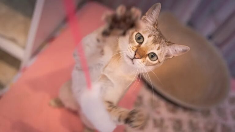 7 Simple Games That Will Tap Into Your Cat's Inner Hunter (and Keep Them Happy)